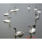 Heber Springs: : Swans on Magness Lake