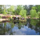 Shreveport: : Sitting by the Pond