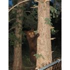 Cascade-Chipita Park: Bear in our Tree