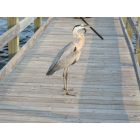 Fort Walton Beach: : Crane on Sound Park Pier - Santa Rosa Sound - Fort Walton Beach, FL