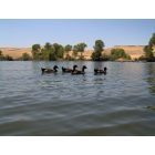 Oroville: : At Forebay Aquatic Center