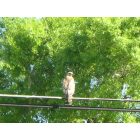 Luling: Red-tailed Hawk looking for his food