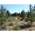 Deschutes River Woods: The southern edge of DRW borders National Forest and there are several trails that go for miles and can be easily hiked, biked, or horsed.