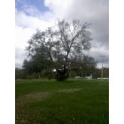 Pike: : Old tree in the back parking lot of fair 2011