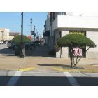 Denison: : Beautiful Shaped Trees in Downtown Denison