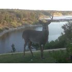 Morgan: Morgan's Point is home to Texas White Tail Deer