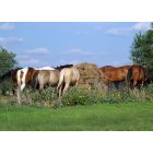 Spur: : HORSES GRAZE at the north edge of town