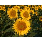 Goodland: sunflowers in kansas