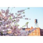 Danville: River District - Tobacco Warehouse District Cherry Blossoms Danville Virginia