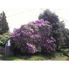 Bremerton: : I call this purple majesty and its very nice. Its off 1st and burwell.