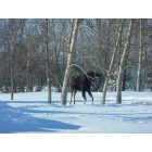 Fairdale: Winky - A Young Moose Living in Fairdale 2012-2013