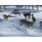 Fairdale: Hungry Deer-Feasting in our backyard 2012-13