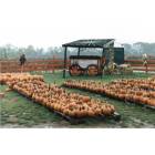 West Sayville: Pumpkin Farm