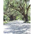 Historic South Brooksville Avenue\'s majestic oaks