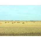 Williston: : Lots of farm land along Highway 2