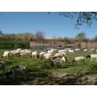 San Manuel: San Pedro Valley Boer Goats