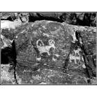 Tucson: : Ancient petroglyphs at Picture Rocks Sanctuary...