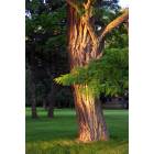 Auburn: Sunset light cast on an Owasco Country Club tree in Auburn