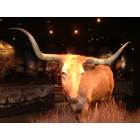 St. Louis: : Jefferson National Expansion Memorial - Longhorn bull
