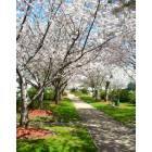 Yashino Cherry trees bloom on Macon\'s 3rd Street