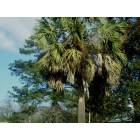 Bennettsville: The Sabel Palmetto, our state tree, near downtown Bennettsville