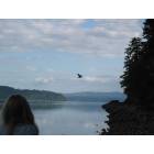 Brinnon: Eagle flying on Hood Canal, Brinnon
