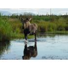 Anchorage: : cocky young bull moose