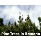 Ramona: : PINE TREES IN RAMONA CALIFORNIA
