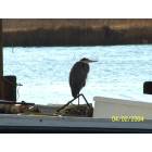 Deal Island: : Blue Heron sitting on boat next to bridge leading ont Deal Island