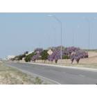 Midland: : Highway overpass with Wisteria in bloom. Midland, TX