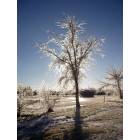 Richmond: Tree after 2005 ice storm; small building in background is Prairie Spirit Trailhead