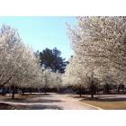 Sumter: Residential street - Spring 2004 - Bradford Pear Trees Sumter SC