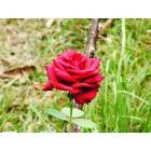 Summerville: a Rose in Our yard,Summerville,SC
