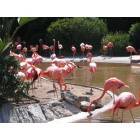 San Diego: : flamingos, S.D. Zoo