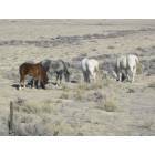 North Rock Springs: Wild Horses