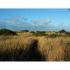 Ocean Shores: : A path through the grass to the beach, at Ocean Shores