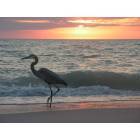 Blue Heron on Manasota Key at sunset