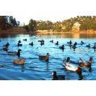 Crestline: : Ducks At Lake Gregory