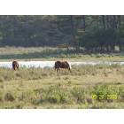 Chincoteague: : World famous Chincoteague wild ponies