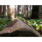 Crescent City: : Life goes on in the Redwood Forest 4-2005