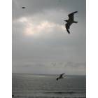 Virginia Beach: : Seagulls over the sea
