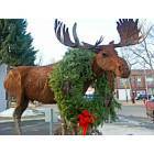 Dillon: : moose in front of statebank and dillon post office