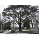 Lansing: A beautiful tree in the Mt. Hope Cemetery in Lansing, Michigan.