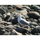 Rockport: Bird on rocks at Rockport