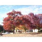 Hickory Creek: 2005 Fall Foliage