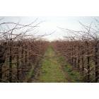 Lodi: : grape vineyard east of Lodi