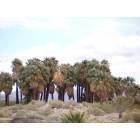 Thousand Palms: : Thousand Palms Preserve March 2006