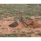 Owls at The Univerity of Texas of the Permian Basin