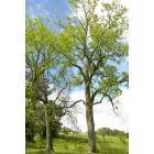 St. Louis: : Two trees in Forest Park