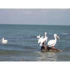 Fulton: Wildlife call Fulton Beach home, bird watcher heaven!